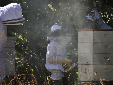 Smoking the bees